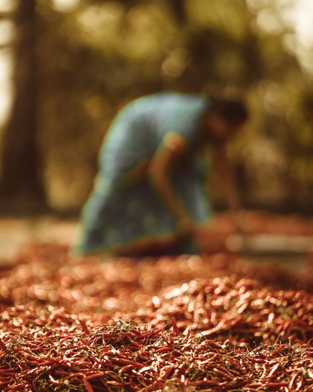 Traditionelle Trocknung von Kashmiri-Chilis in der Sonne – Frau bei der Ernte in Indien im Hintergrund